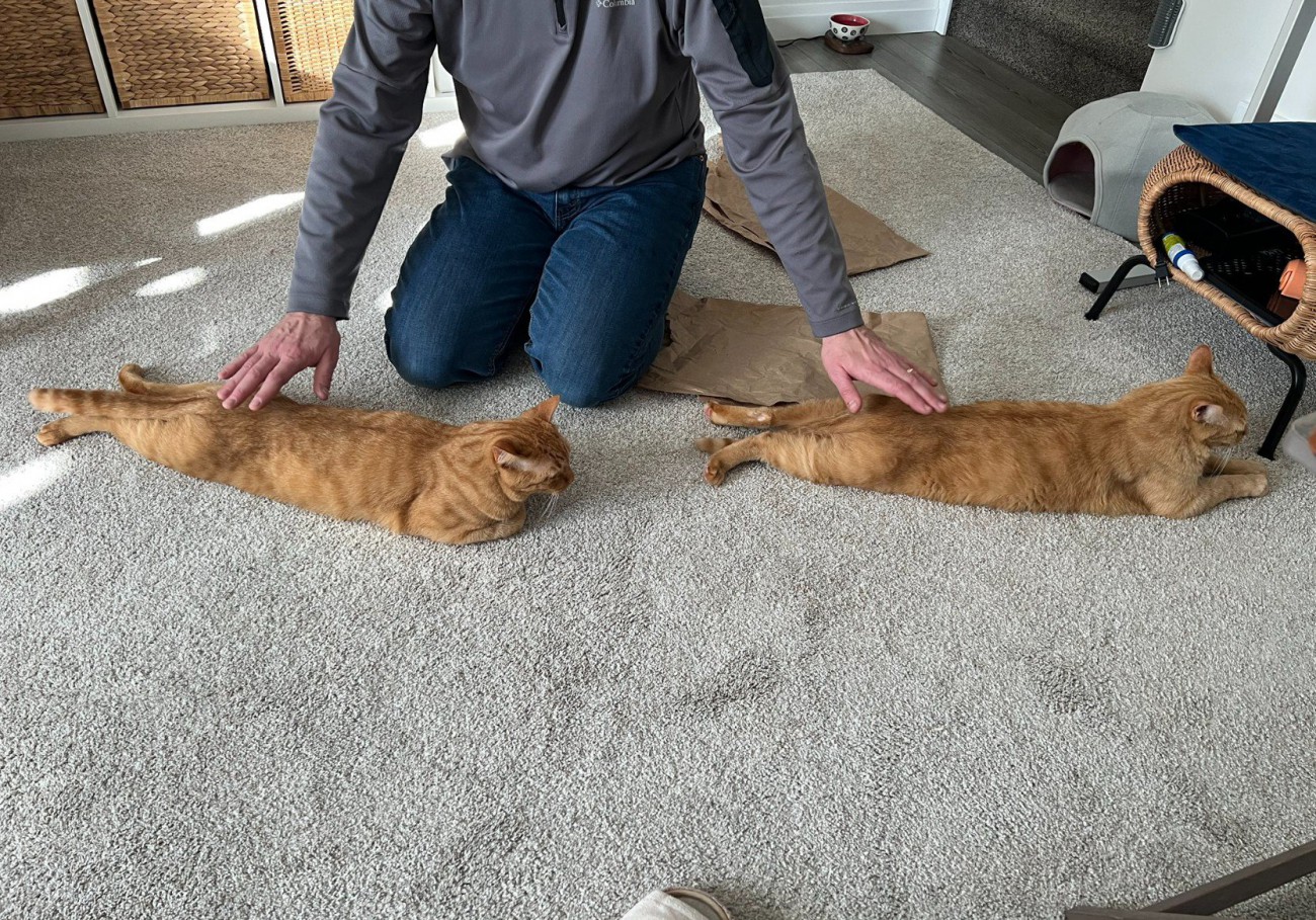 尻を撫でてもらう縦に並ぶ2匹の猫