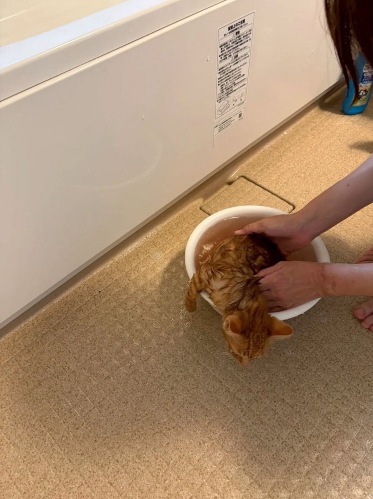 子猫のシャンプー