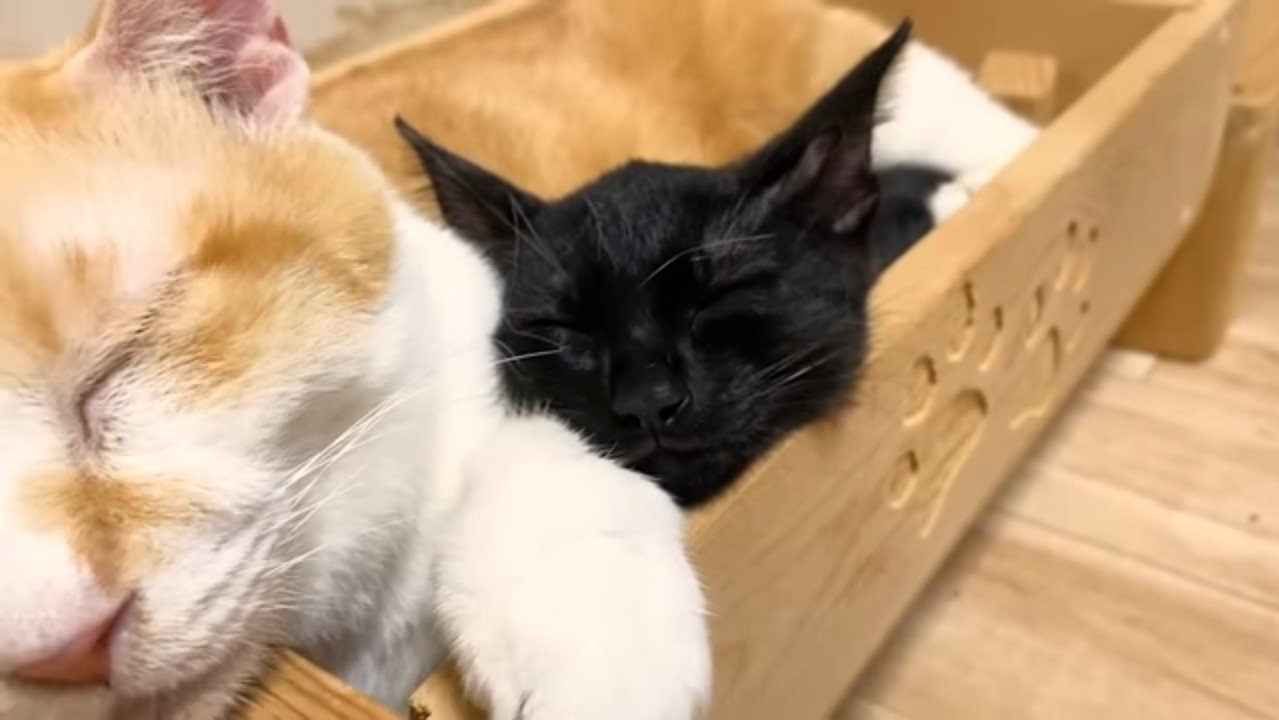 クロミちゃんの寝顔アップ