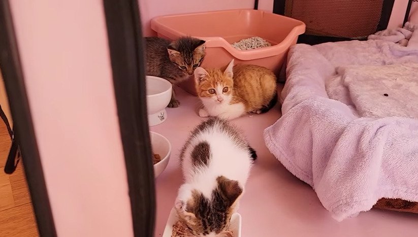 クレート内にいる3匹の子猫
