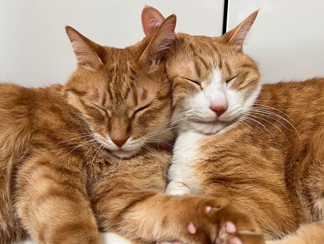 寄り添い合って眠る2頭の猫