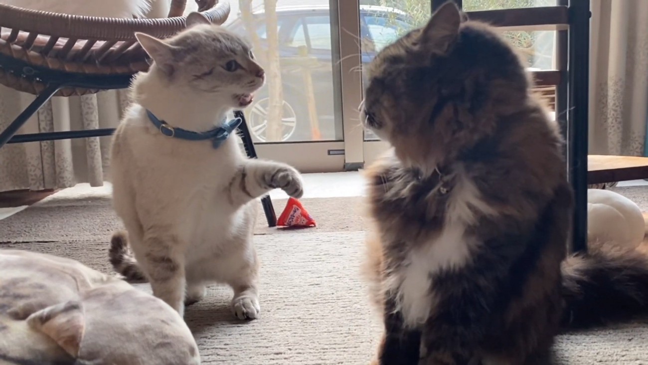 向かい合う2匹の猫