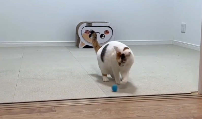 左手でボール遊びをする猫