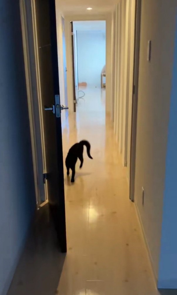 やんのかステップする猫