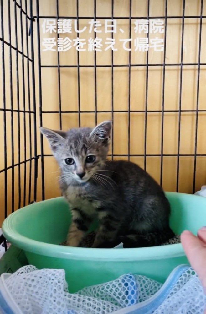 ケージの中のトイレに座る子猫