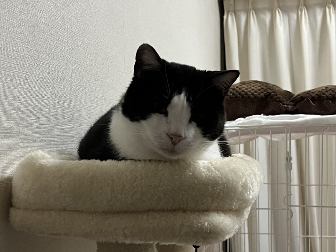 キャットタワー頂上のベッドでくつろぐ猫