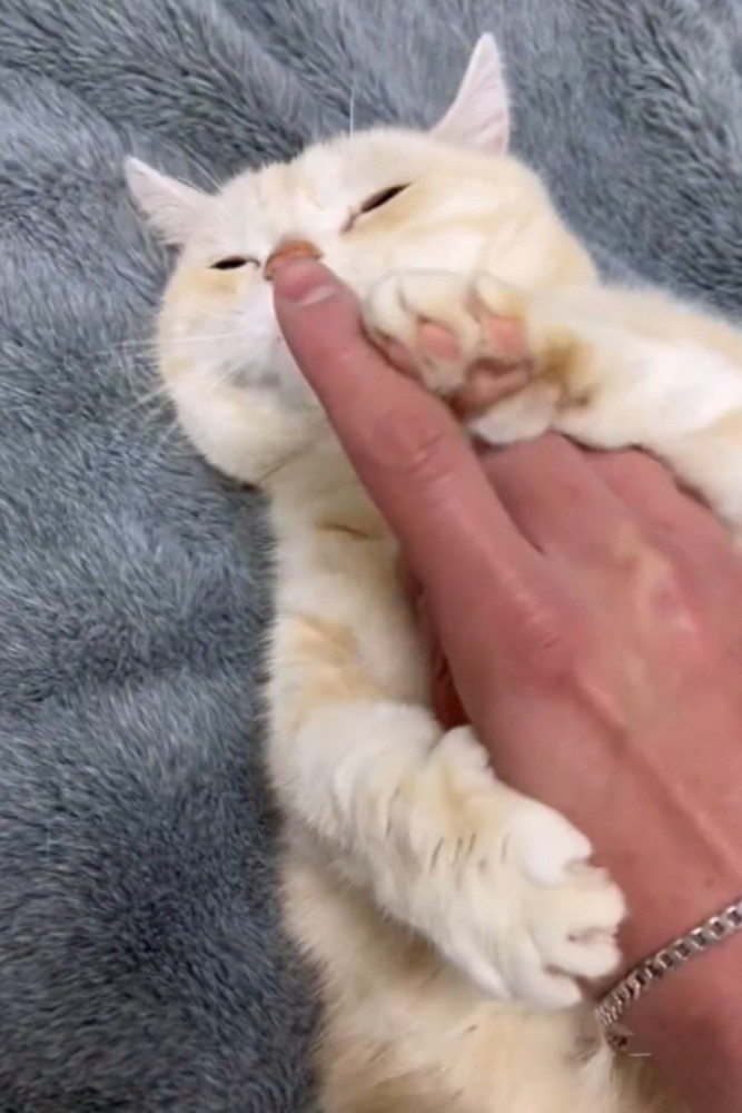 飼い主の指を止めた猫