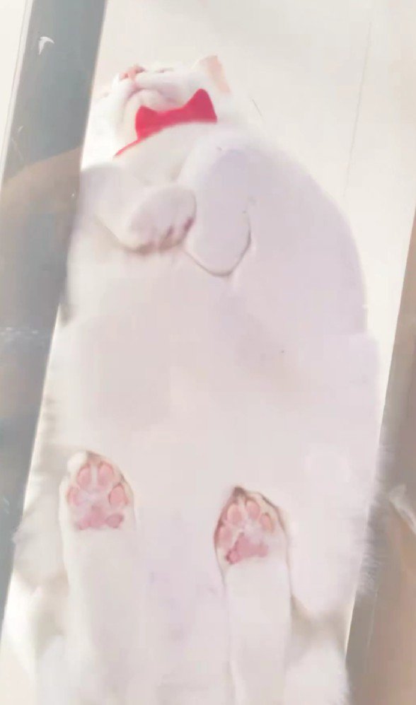 キャットウォークに座る猫