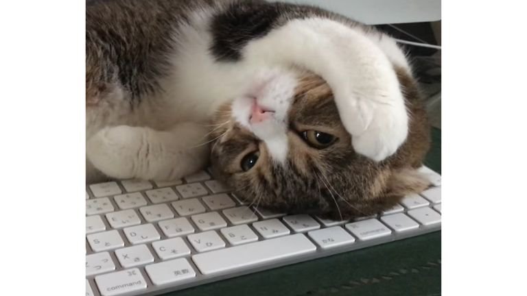 キーボードの上で眠る猫