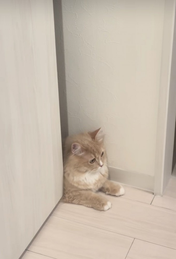 顔パック中の飼い主さんから目を逸らすサイベリアン