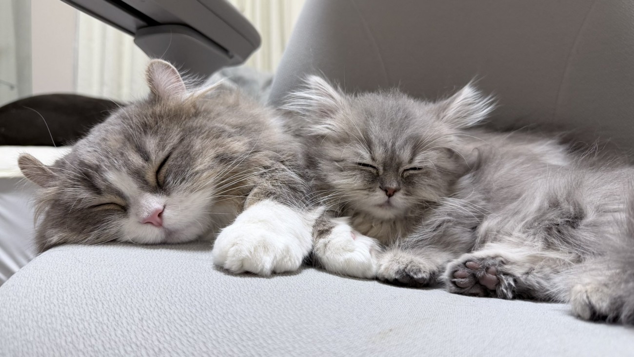 寝ている2匹の猫