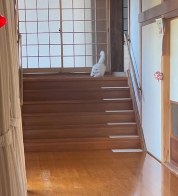 階段を下ろうとする猫
