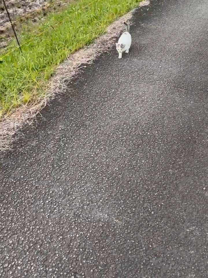 歩いてくる子猫