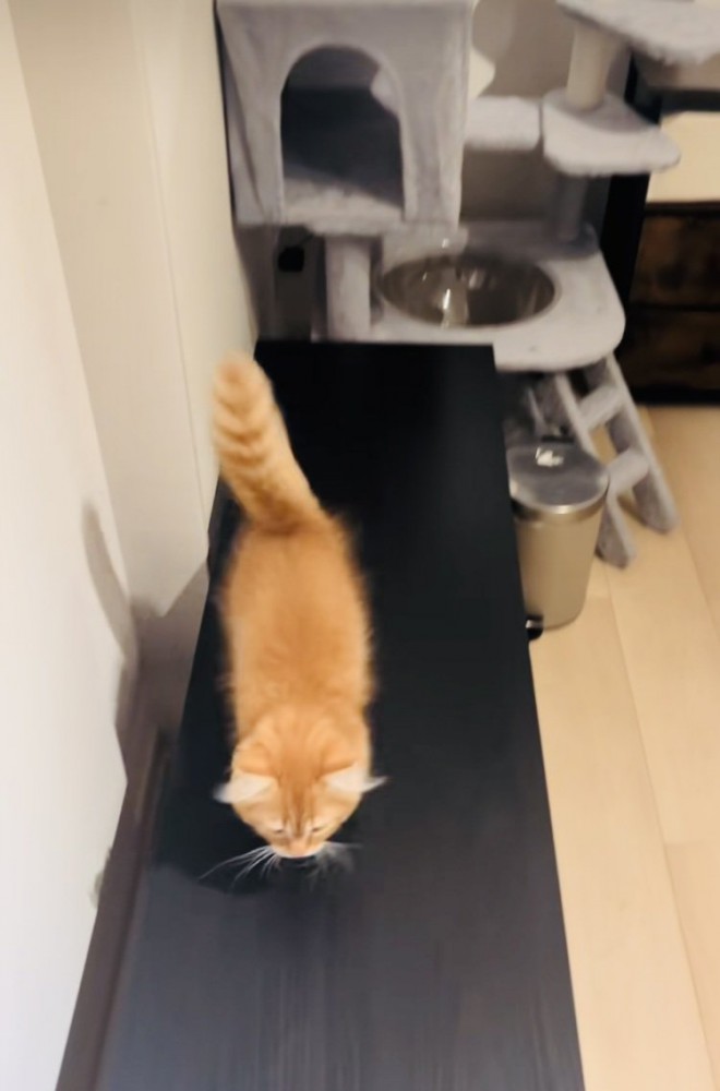 ママのもとへ駆け寄るミヌエット