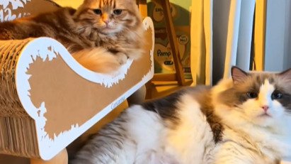 爪とぎの上下で寝そべる2匹の猫