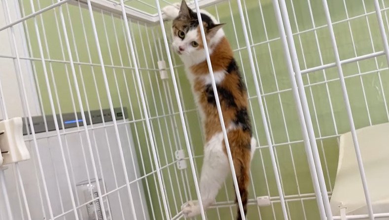 柵をよじ登る猫