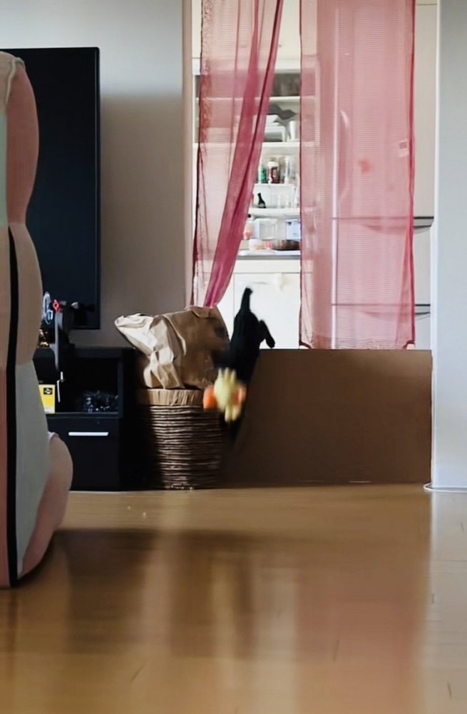 ぬいぐるみをくわえてもってくる子猫