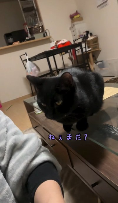 撫でられるのを待っている黒猫
