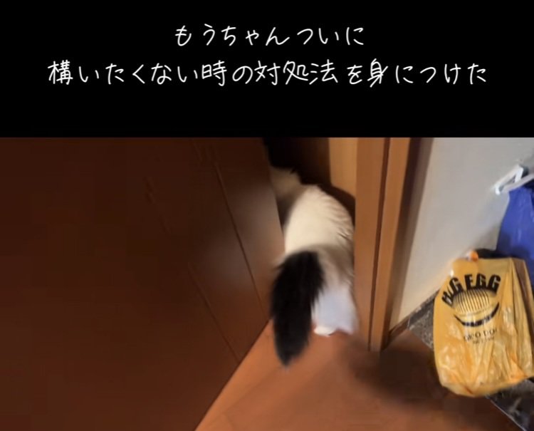 ドアをくぐるマンチカン