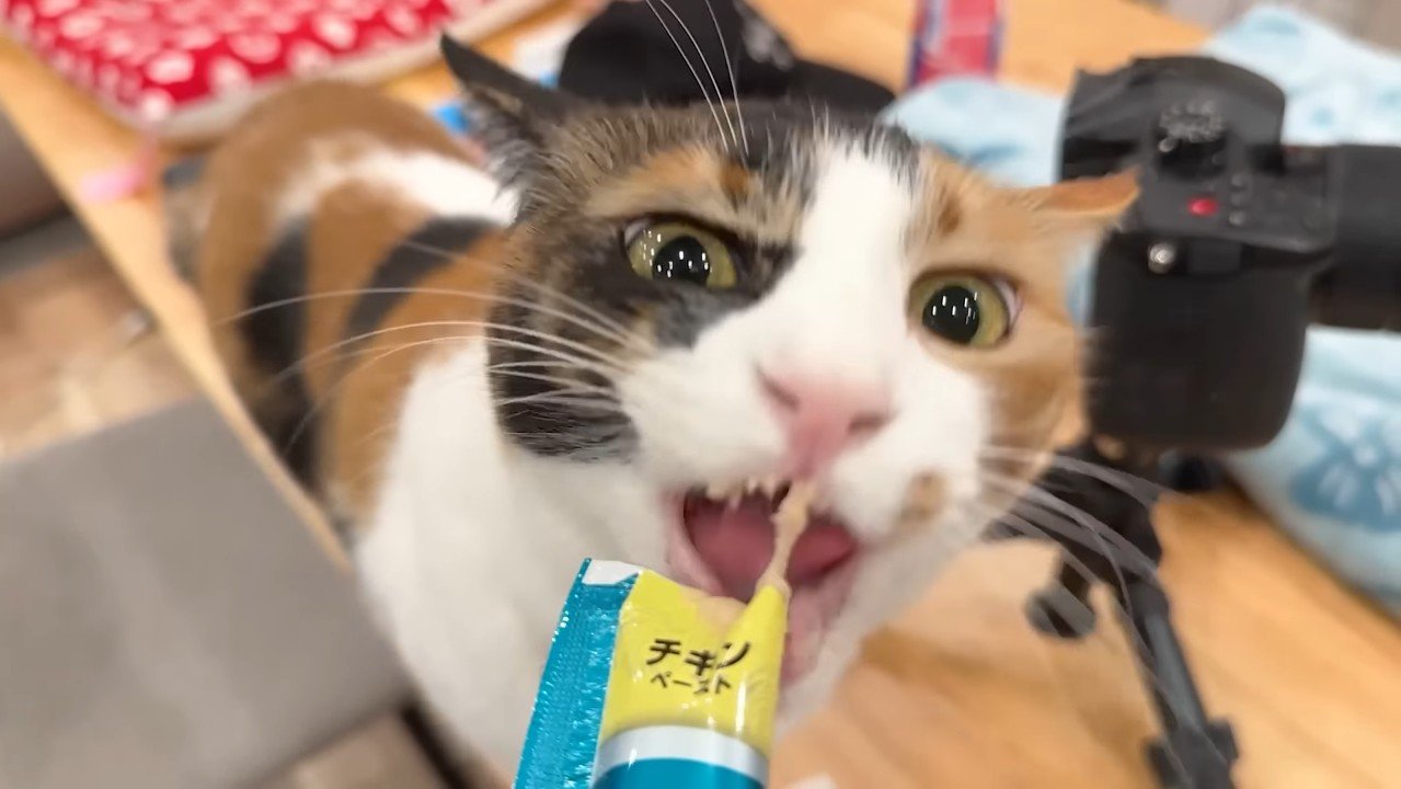 おやつを食べるベル