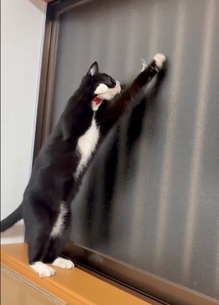 前足を伸ばす猫