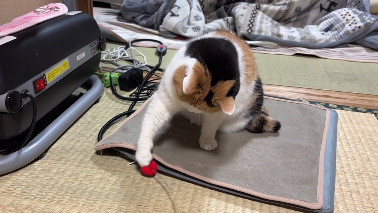 おもちゃで遊ぶ猫