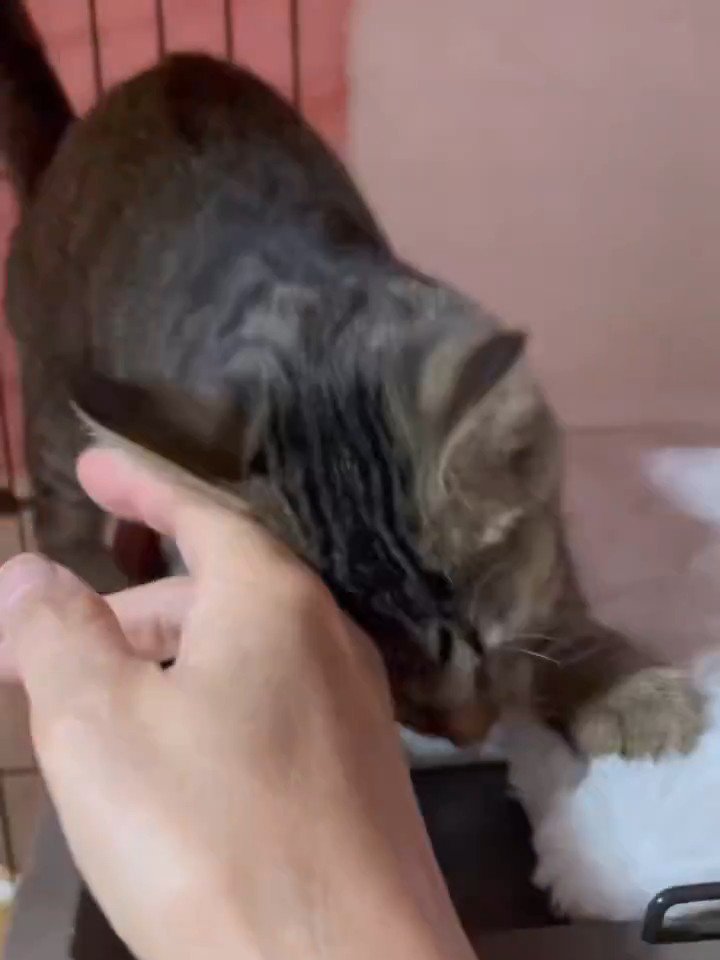 人の手にすりすりする猫