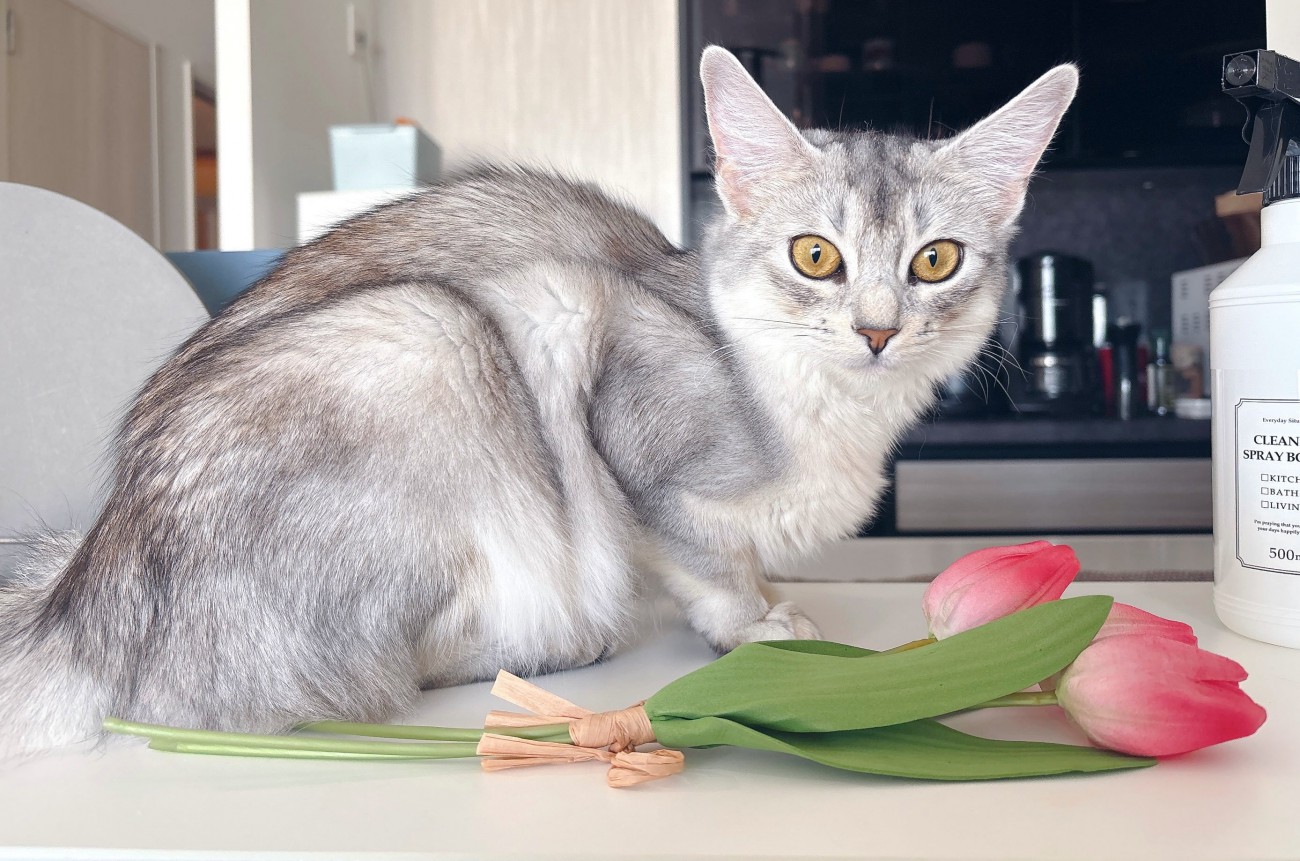 座っている猫と造花