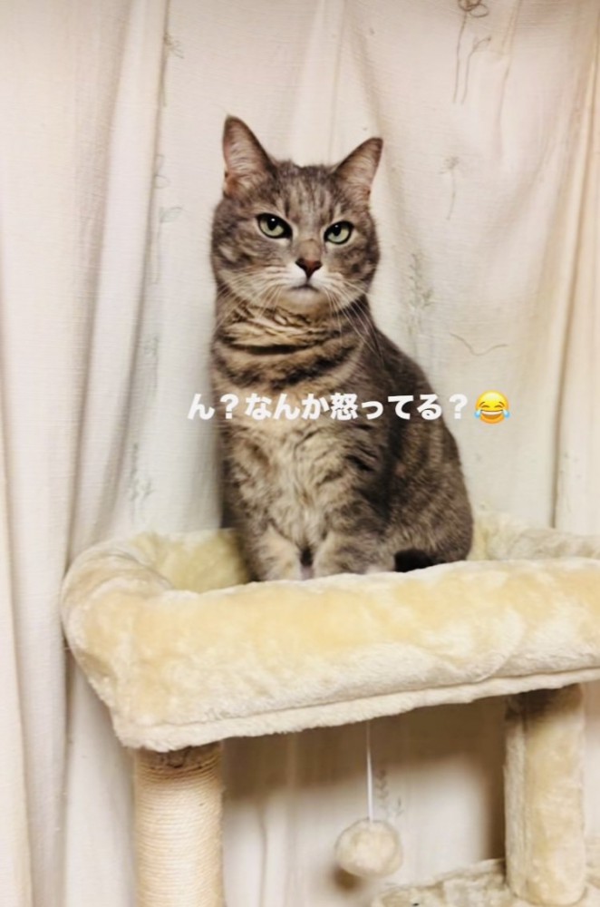 キャットタワーのベッドの上で飼い主を睨むサバトラ猫
