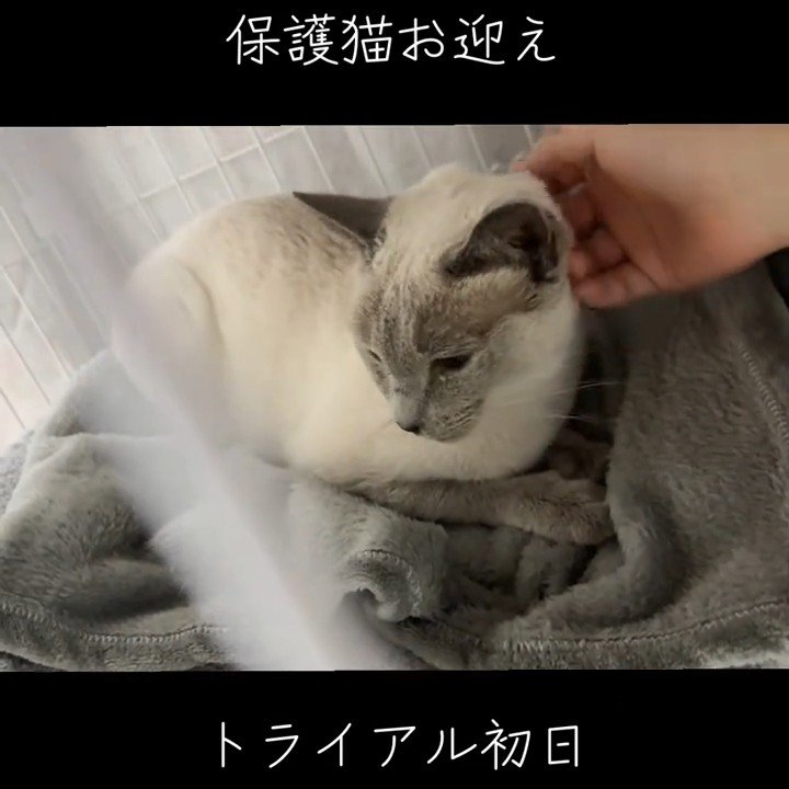 ケージの中にいる猫