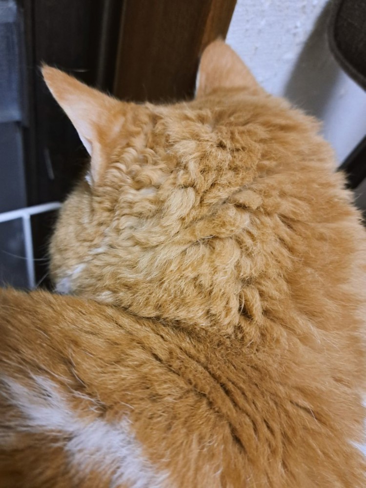 頭の毛がうねっている猫
