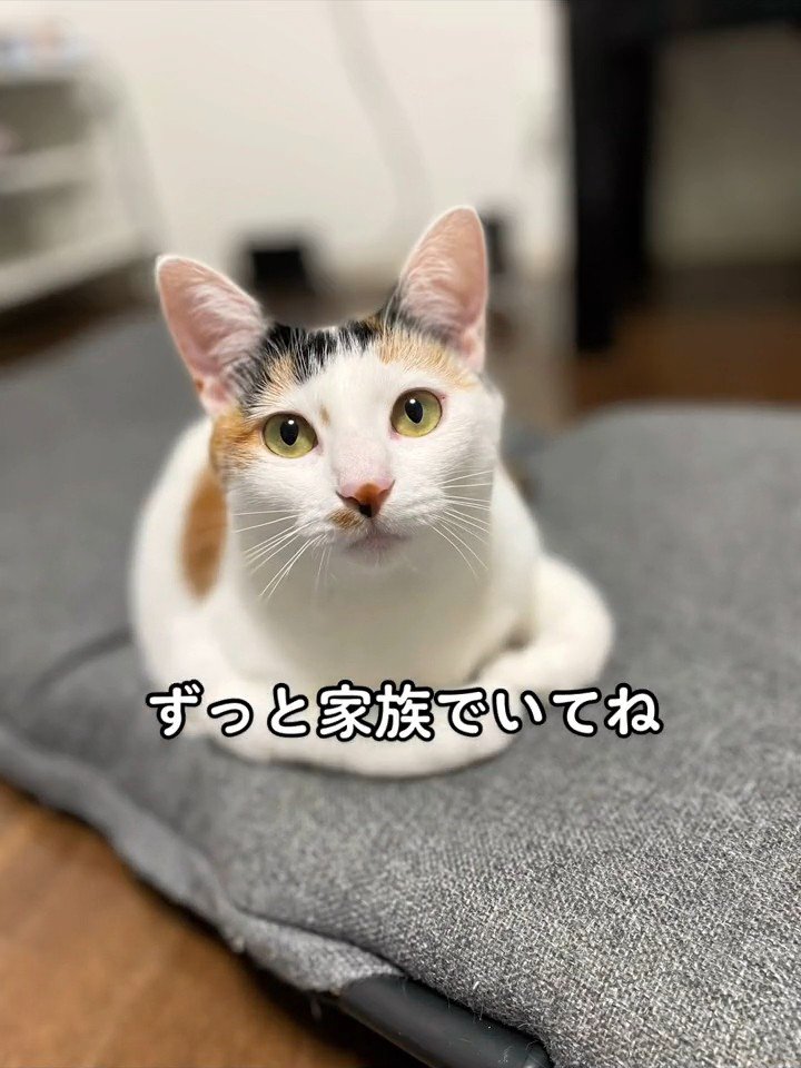 カメラ目線の猫