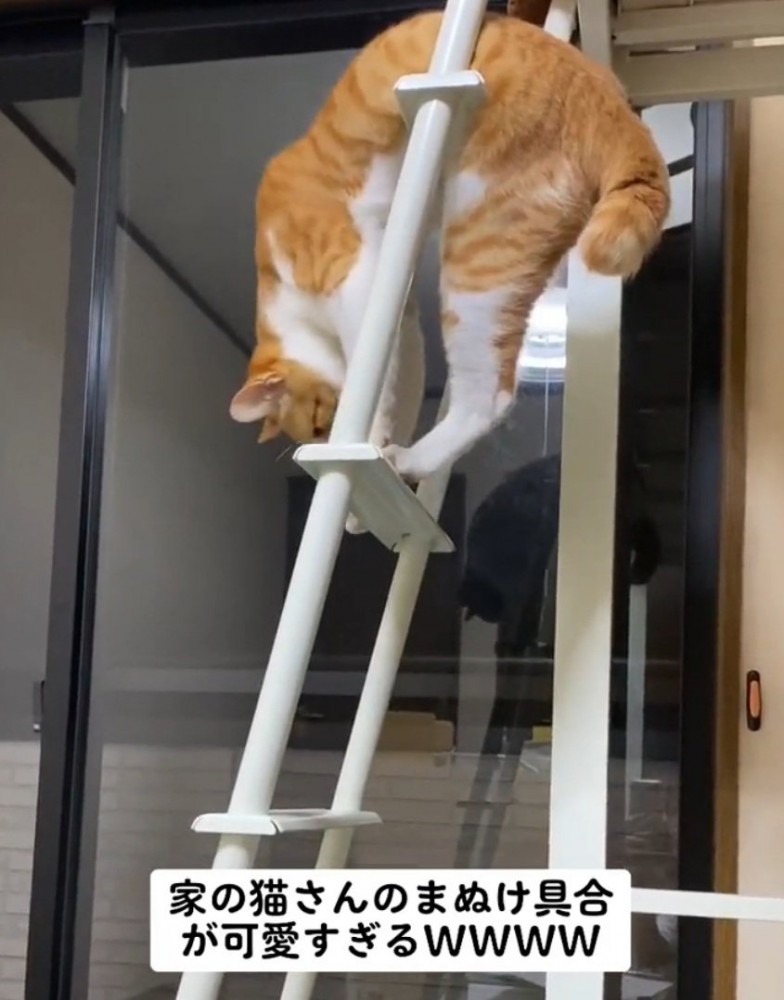 洗濯物みたいなポーズの猫