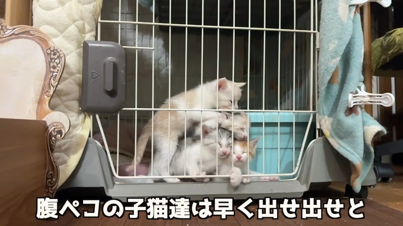 ケージの扉前で重なり合う4匹の子猫