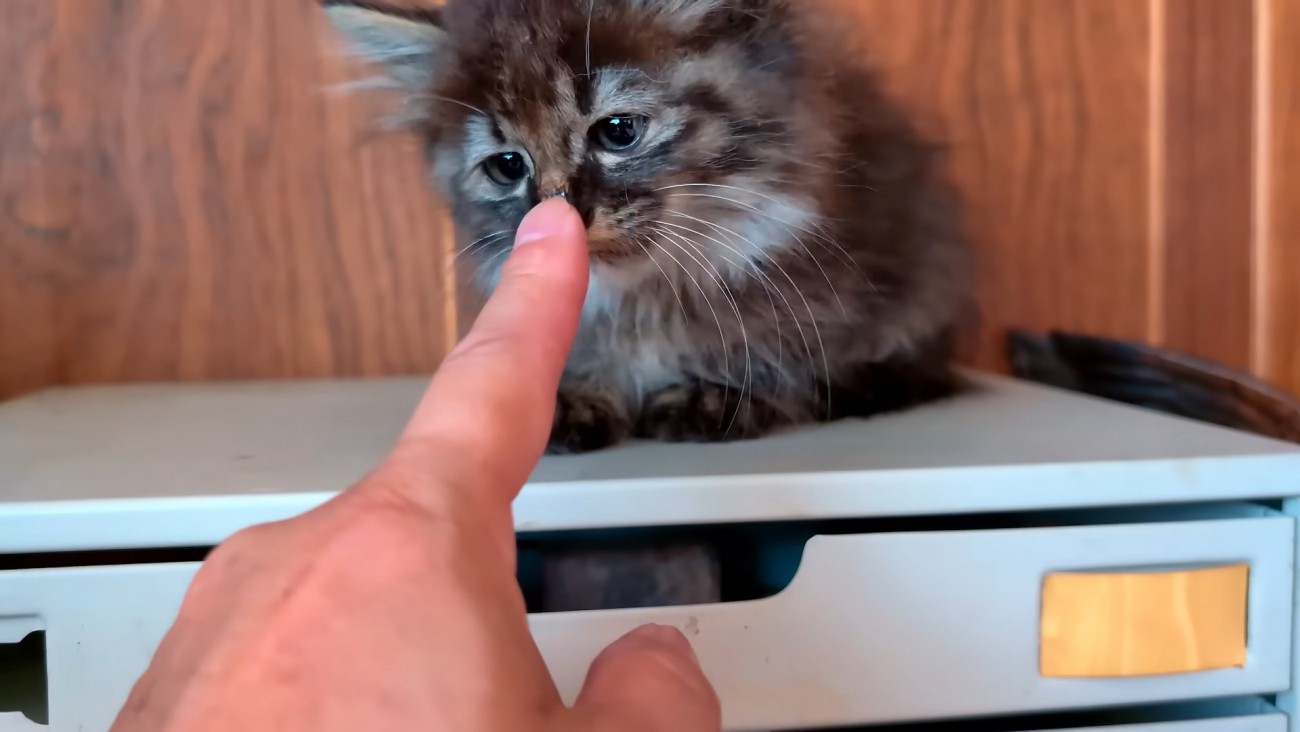 人の指に顔を近づける子猫