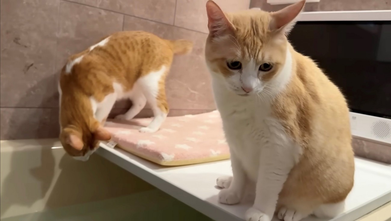 座り込む茶白猫（薄茶）と風呂を眺める茶白猫