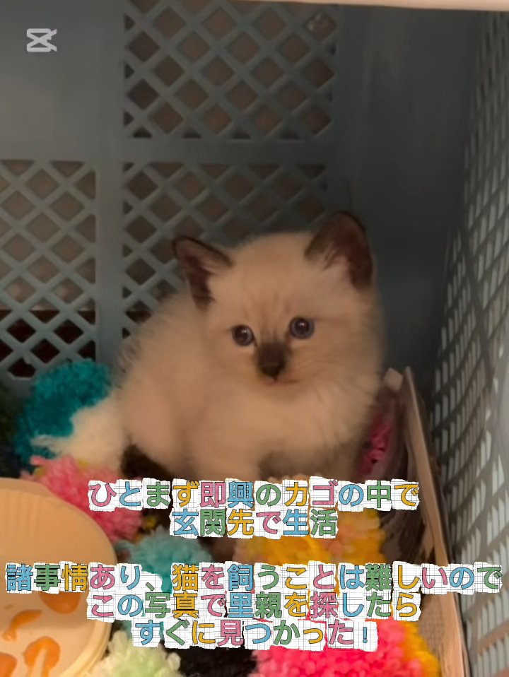 カゴの中にいる子猫