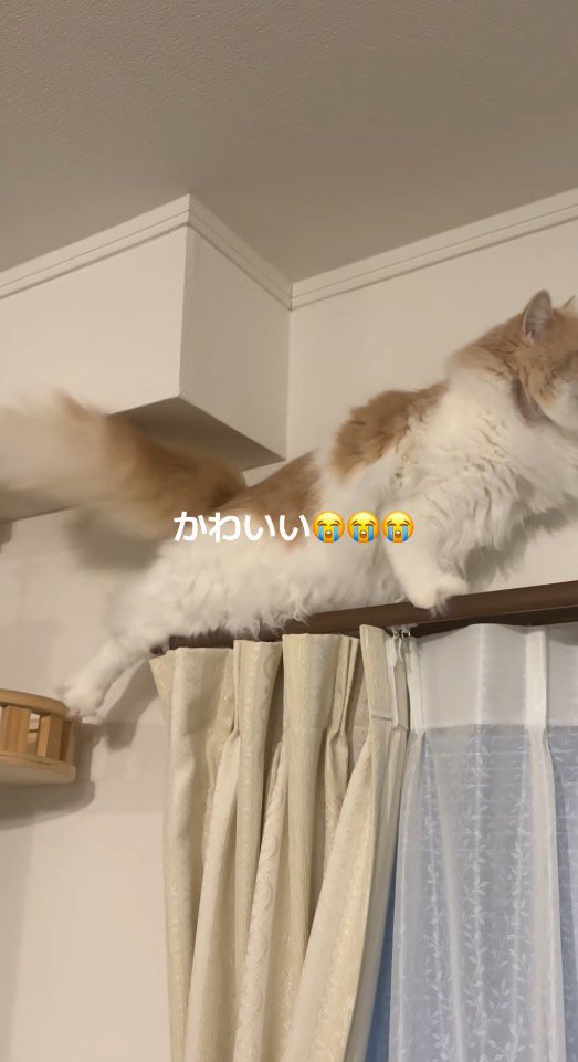 キャットタワーの方へ後ろ足を伸ばす猫