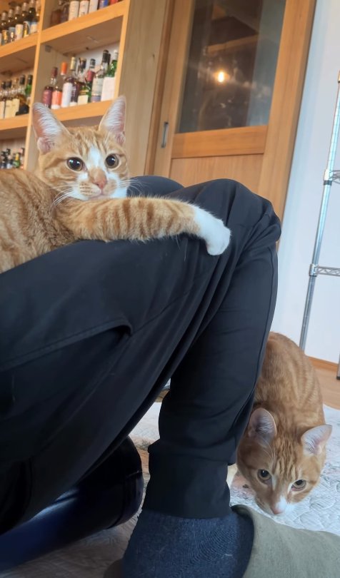 飼い主の膝に乗っている猫と足元にいる猫