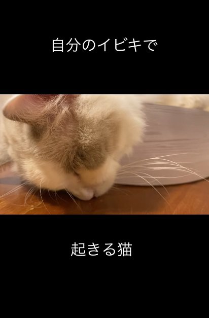 床に顔をつけて寝ている猫