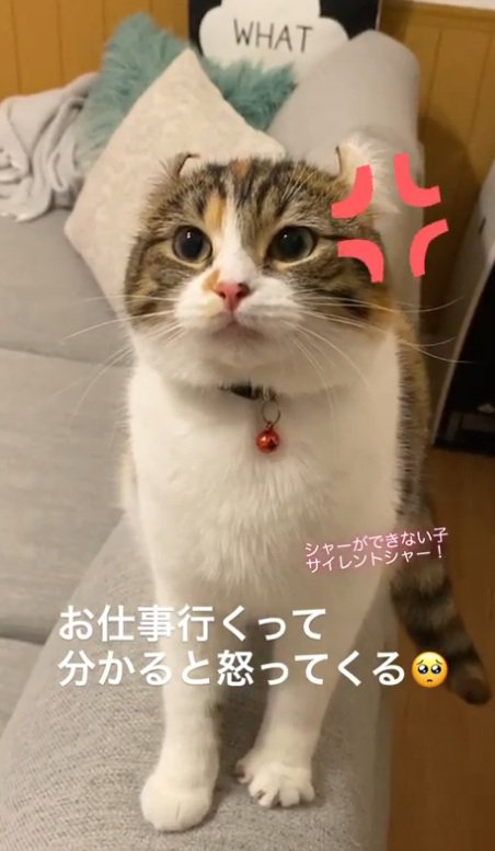 怒り顔の猫