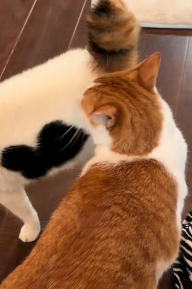 去っていく後ろ姿を見つめる猫