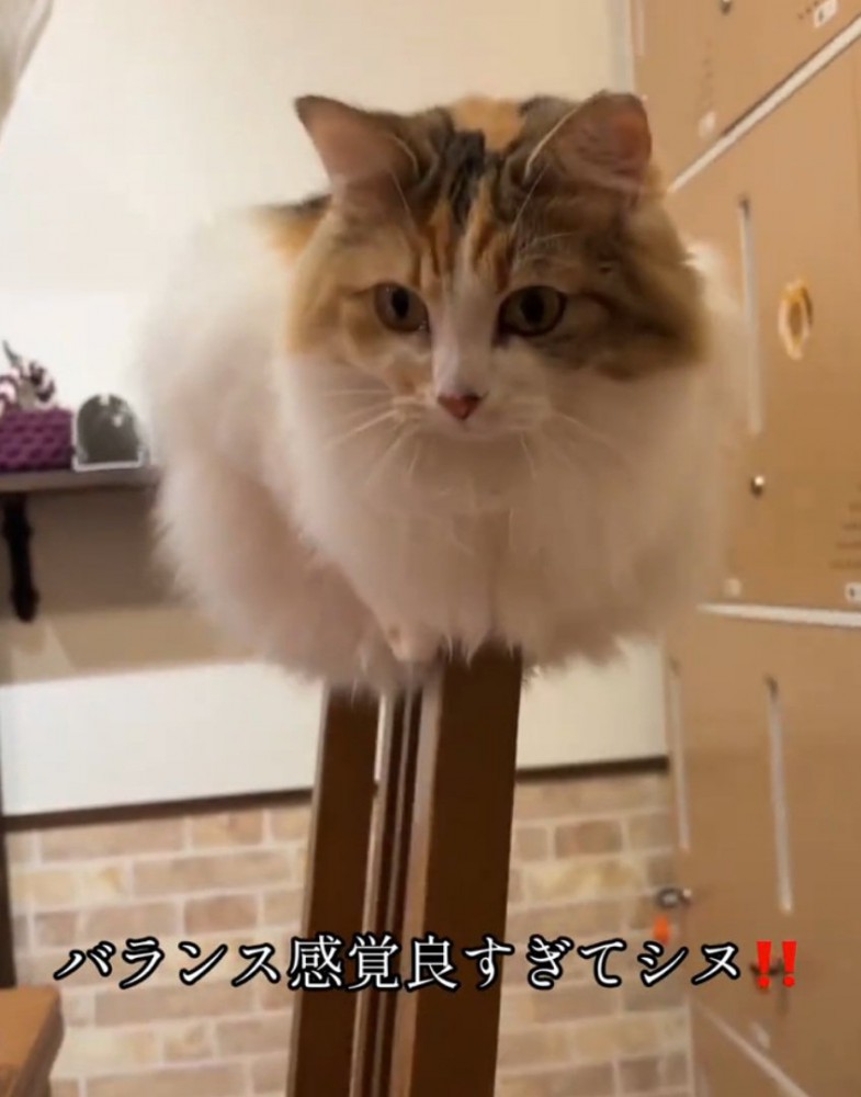 余裕の表情の猫