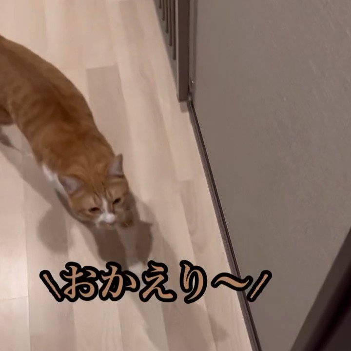 廊下を歩く猫
