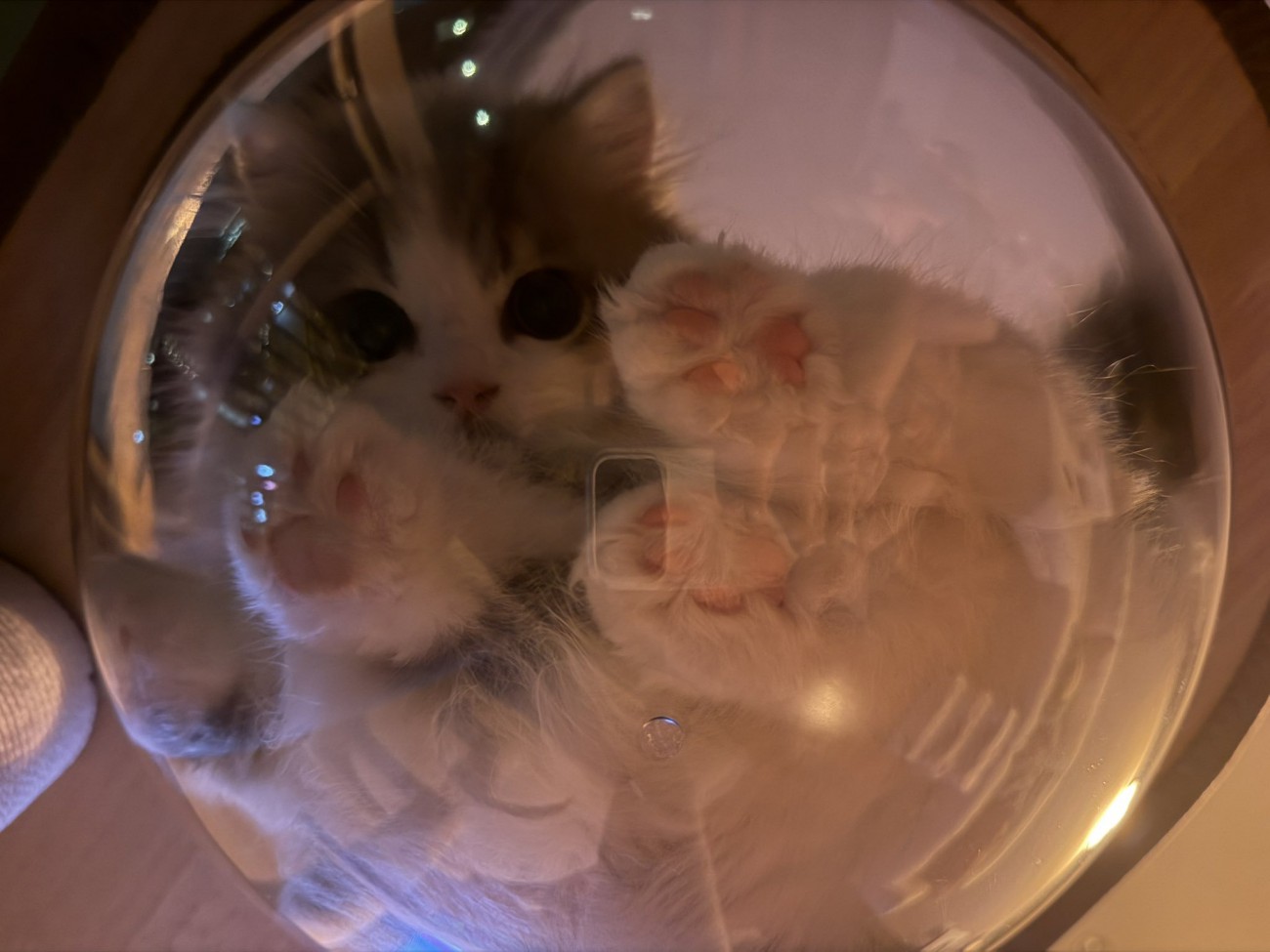 透明ボウルに入る猫