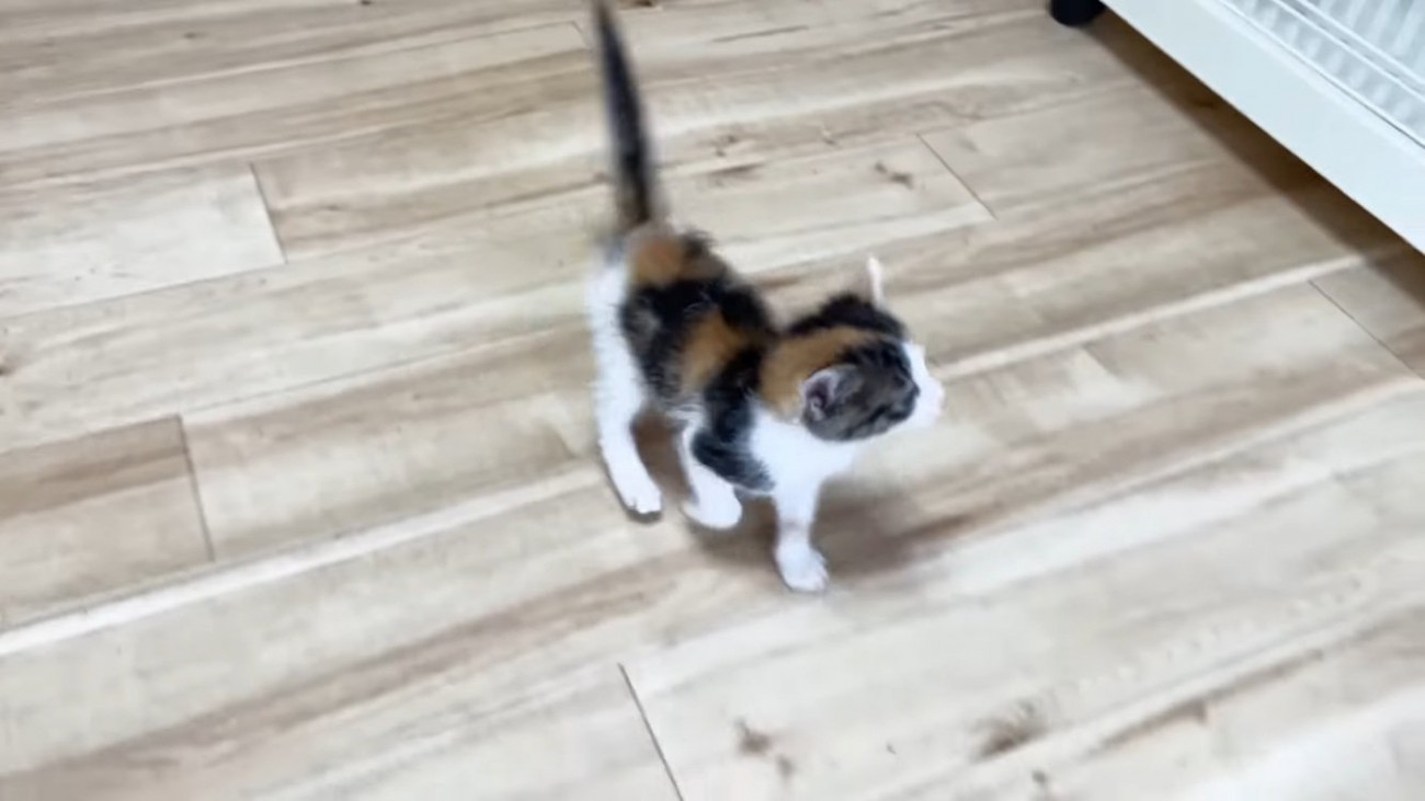 部屋の中を歩き回る子猫