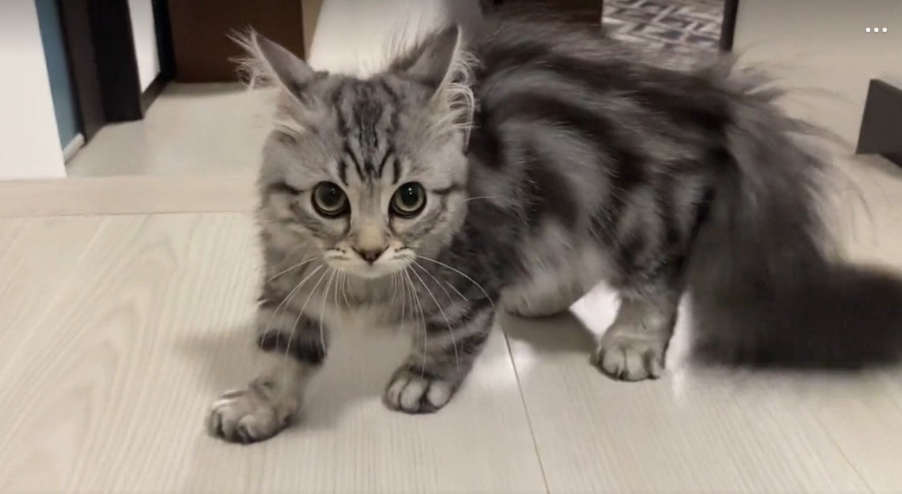 やんのかポーズをとる猫