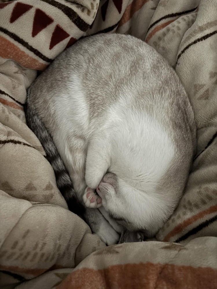 丸まって眠る猫