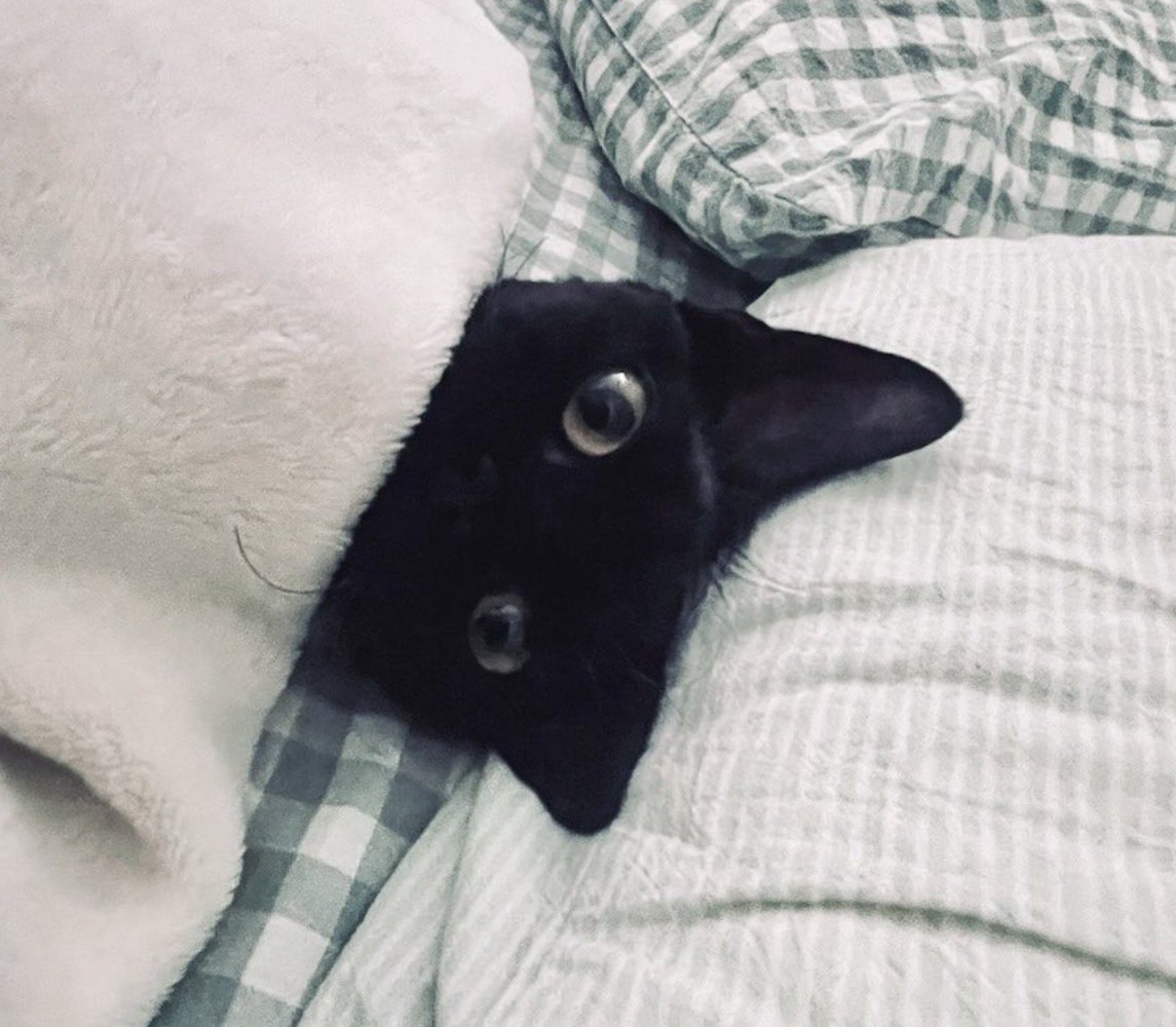 目覚めた飼い主を布団の中から見つめる猫