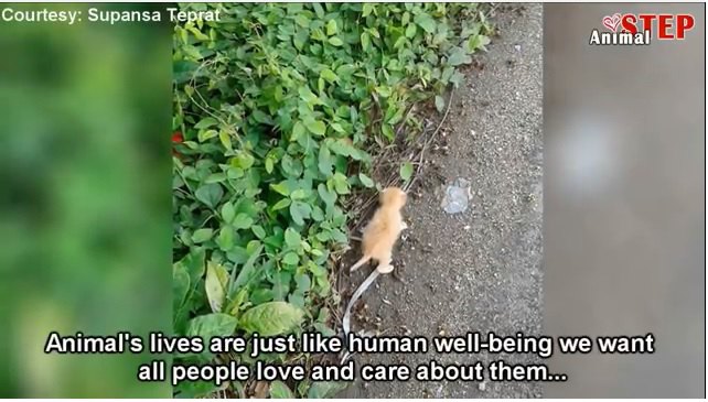 助けを求めて鳴いている子猫が道にいたら、あなたはどうしますか？